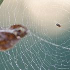 Spinnennetz am Morgen