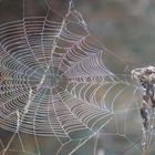 Spinnennetz am Morgen