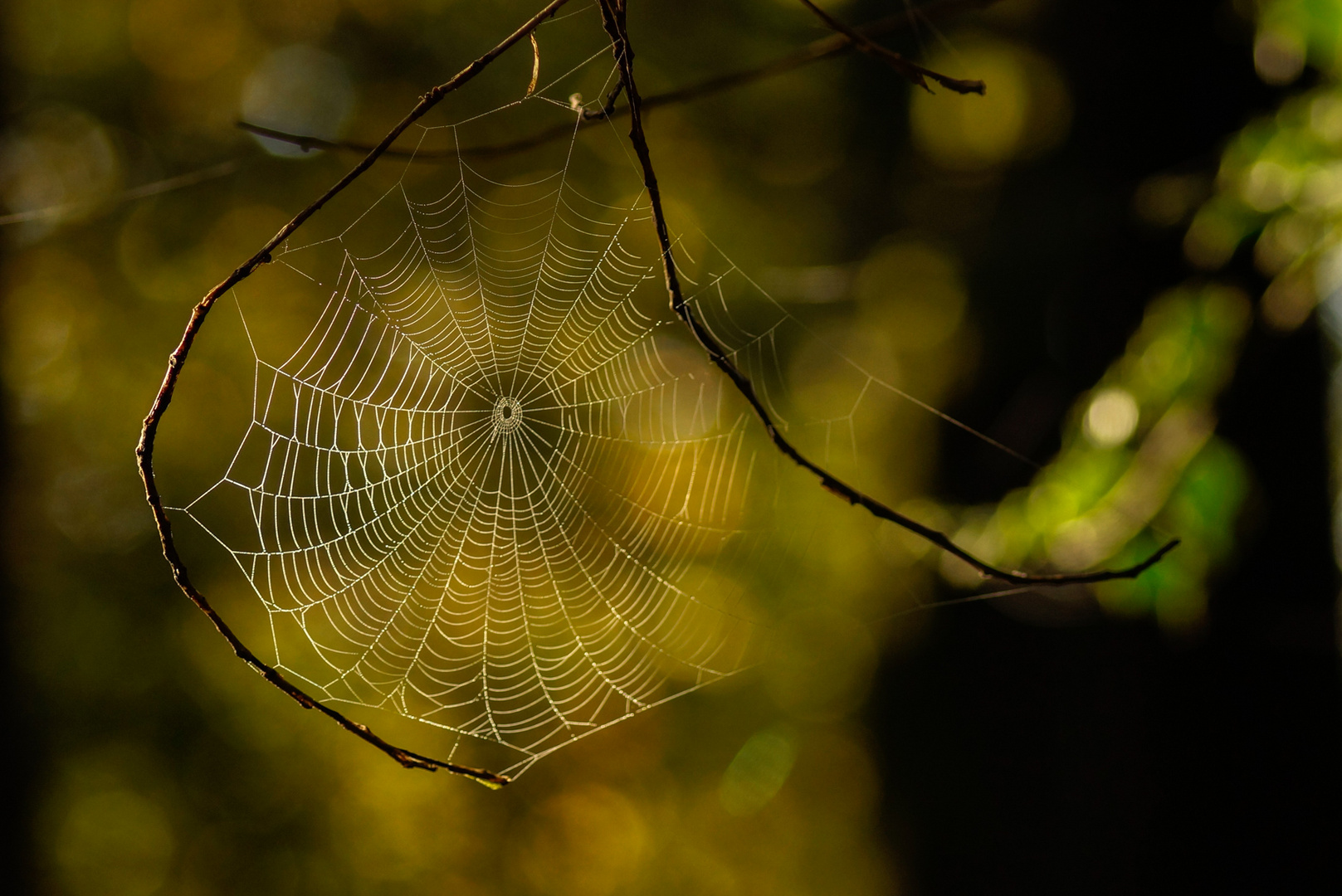 Spinnennetz am Morgen