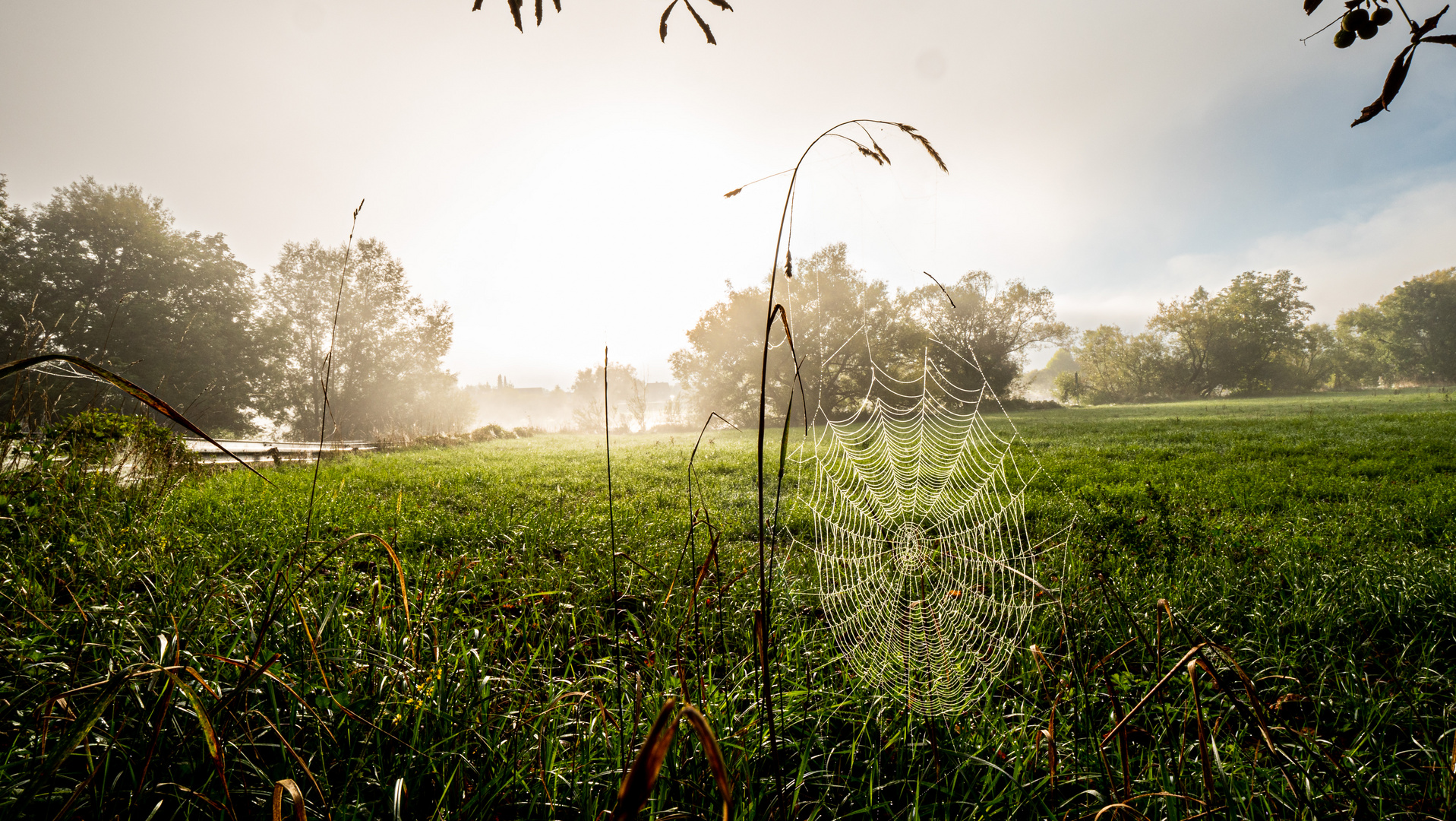 Spinnennetz am Neckar