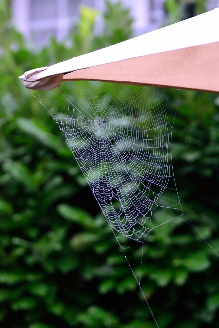 Spinnennetz am Sonnenschirm