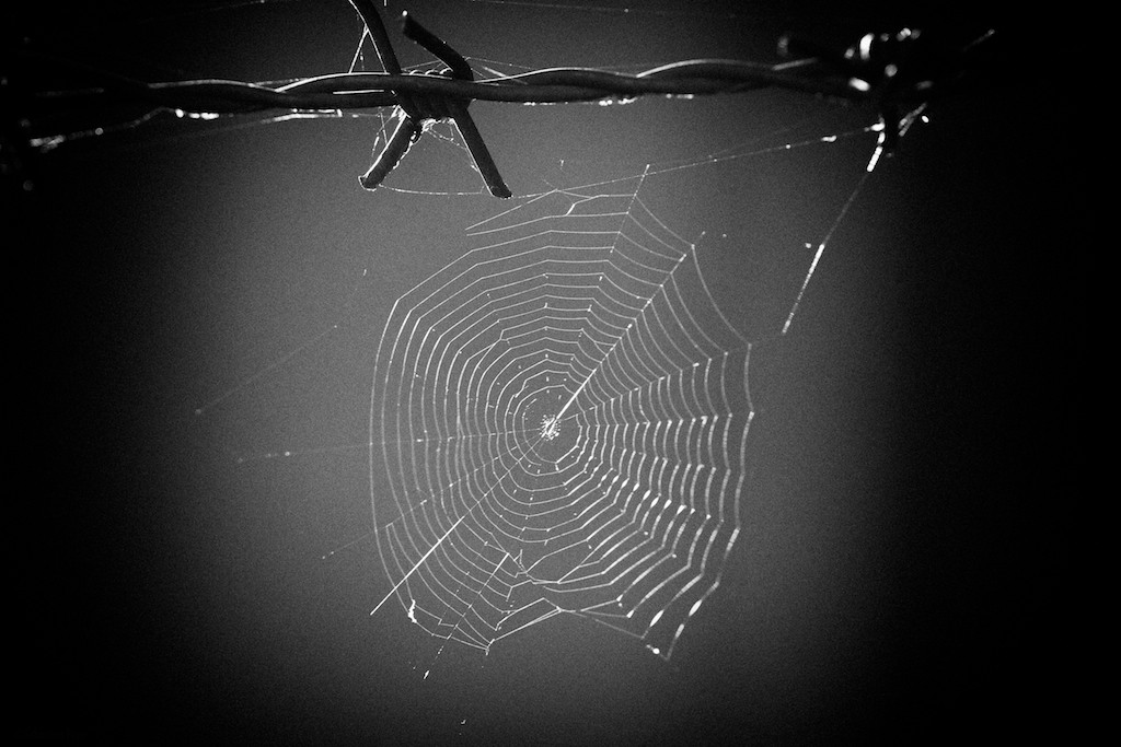 Spinnennetz am Stacheldraht