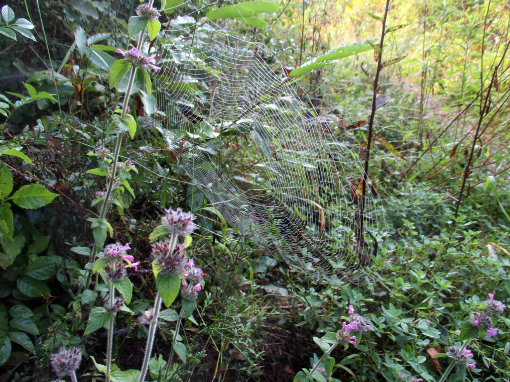  Spinnennetz am Wegesrand