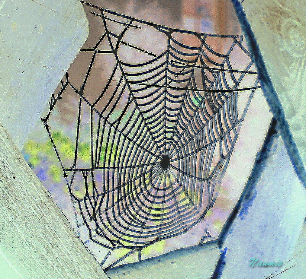 Spinnennetz am Zaun