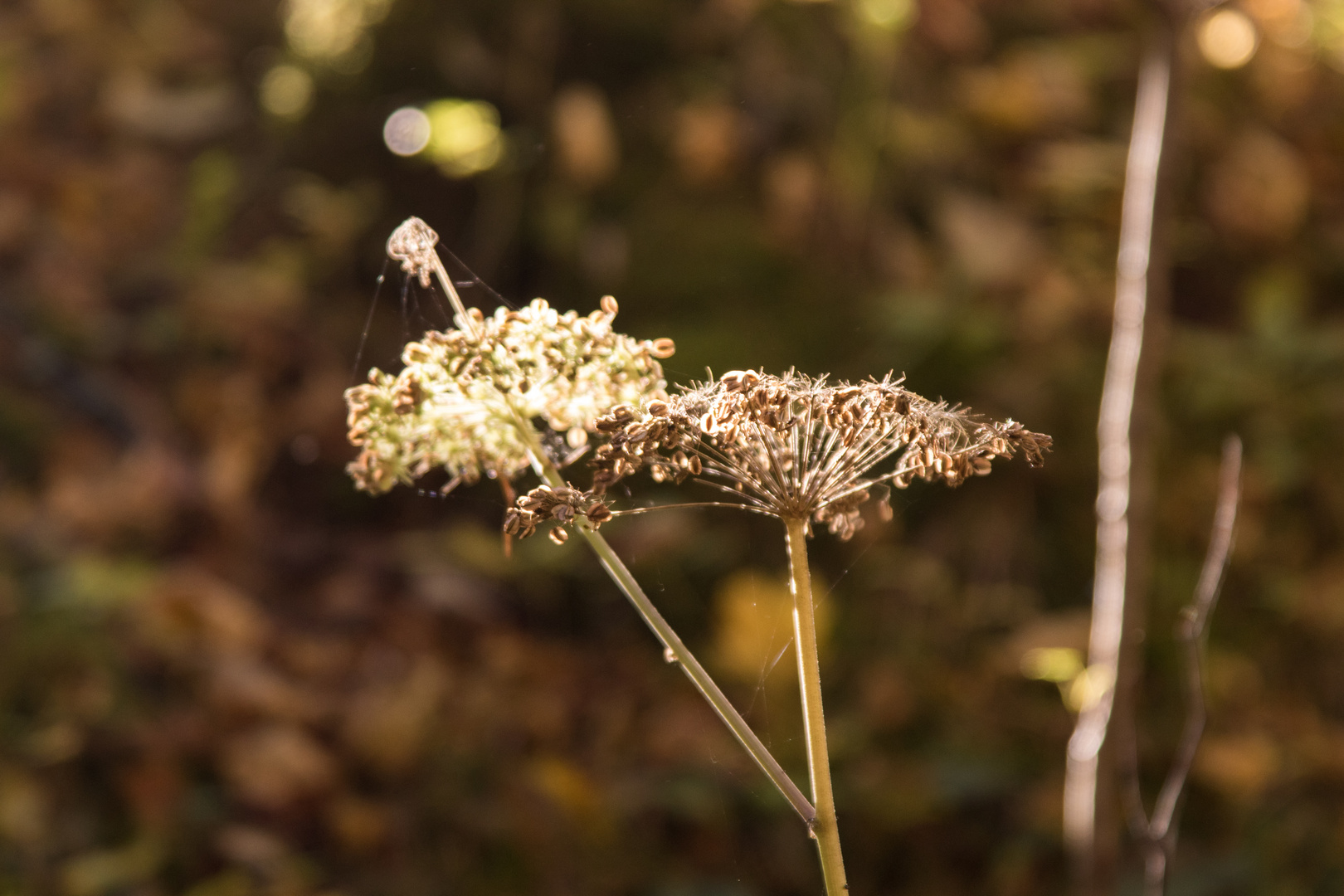 Spinnennetz an der Blüte