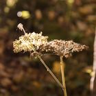 Spinnennetz an der Blüte