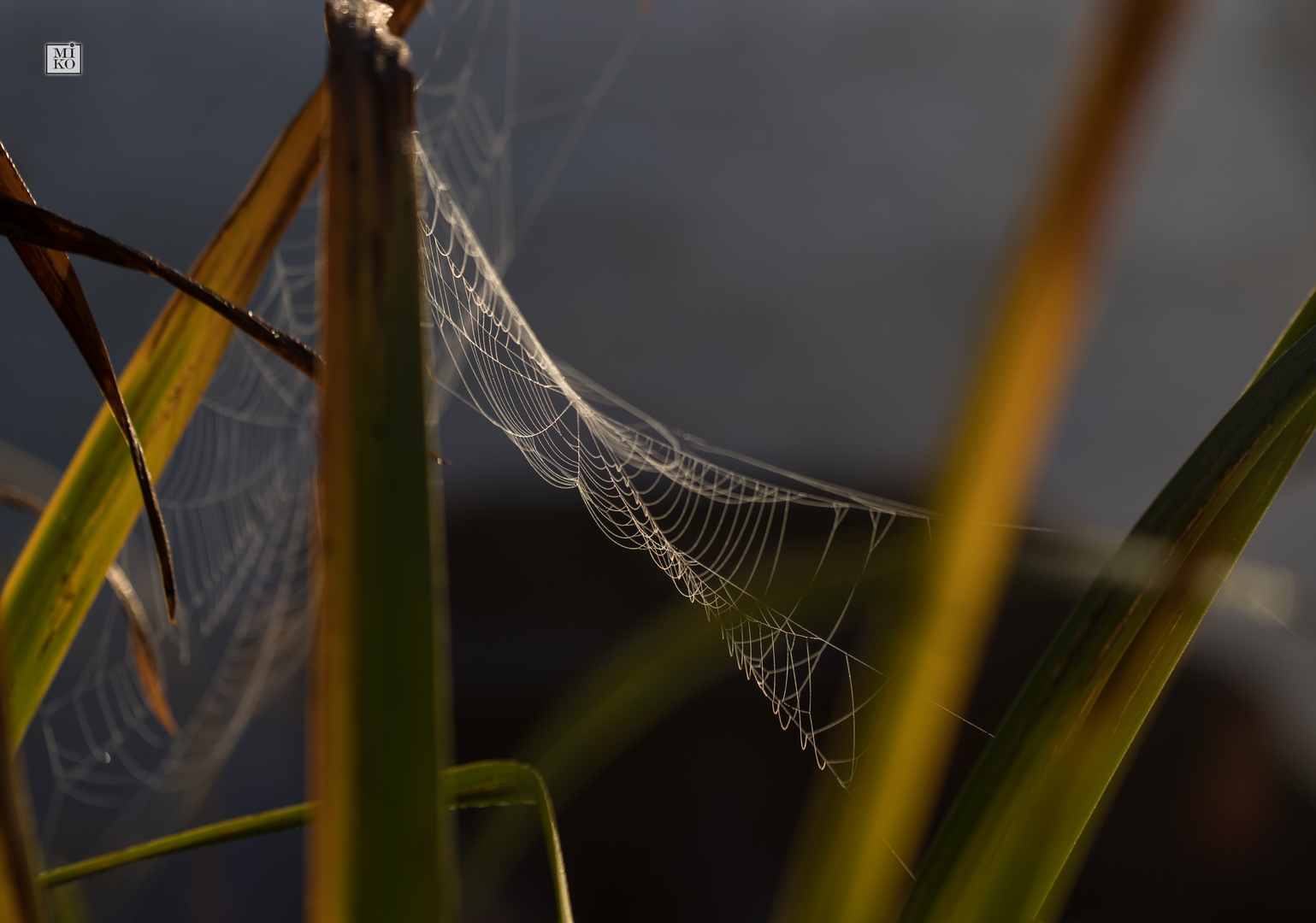 Spinnennetz an Gräsern