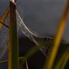 Spinnennetz an Gräsern