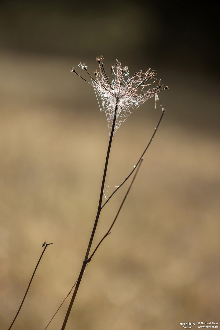 Spinnennetz an Pflanze