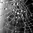 Spinnennetz aspik