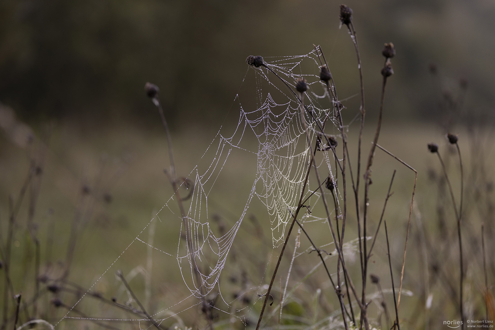 Spinnennetz auf der Wiese