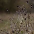 Spinnennetz auf der Wiese