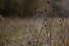 Spinnennetz auf der Wiese