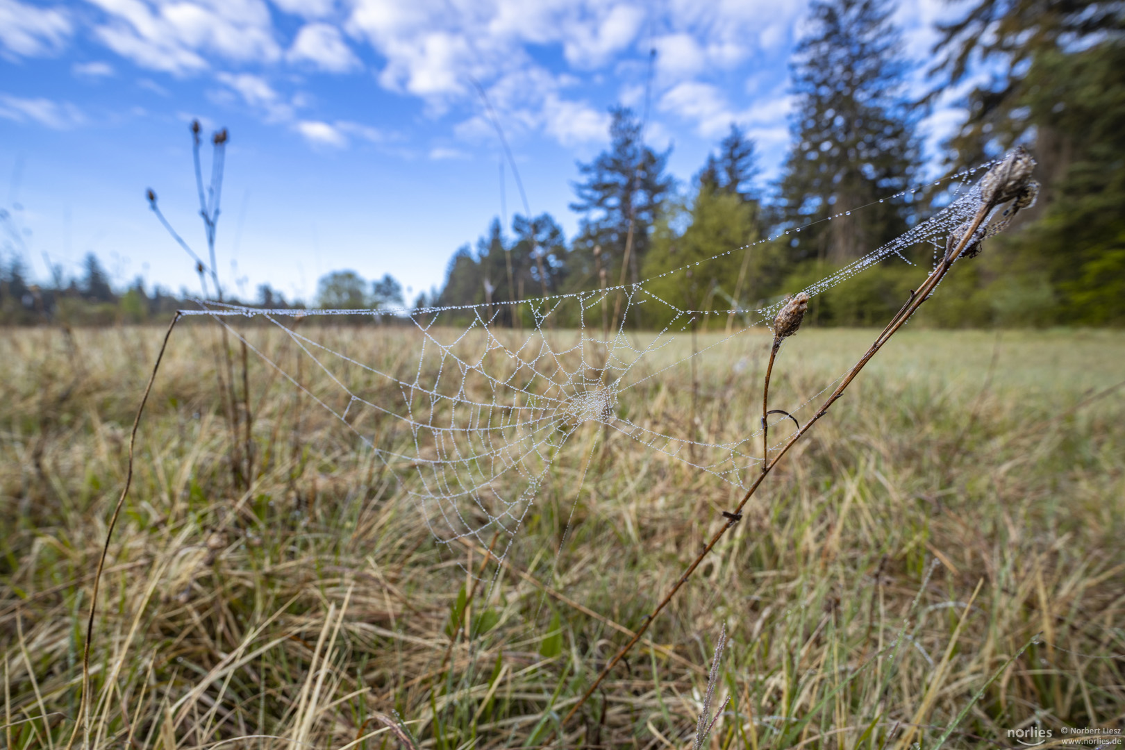 Spinnennetz auf Schießplatzheide