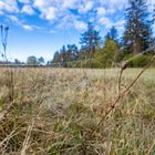 Spinnennetz auf Schießplatzheide