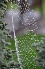 Spinnennetz aus Tautropfen