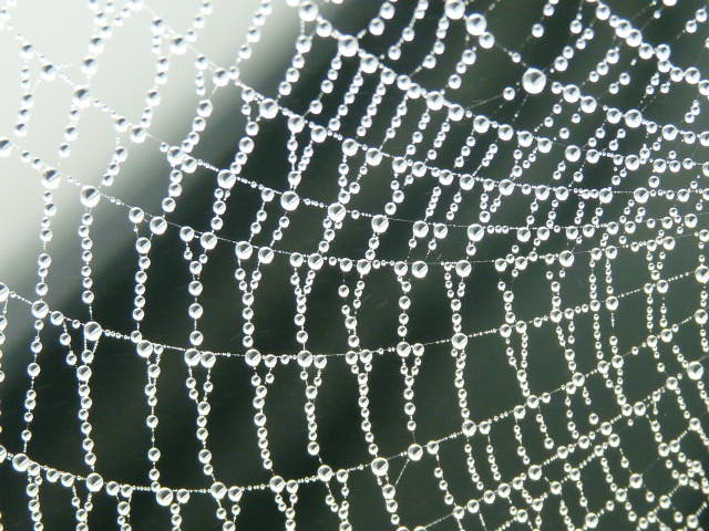 Spinnennetz bei dickem Nebel im Hafen