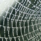 Spinnennetz bei dickem Nebel im Hafen