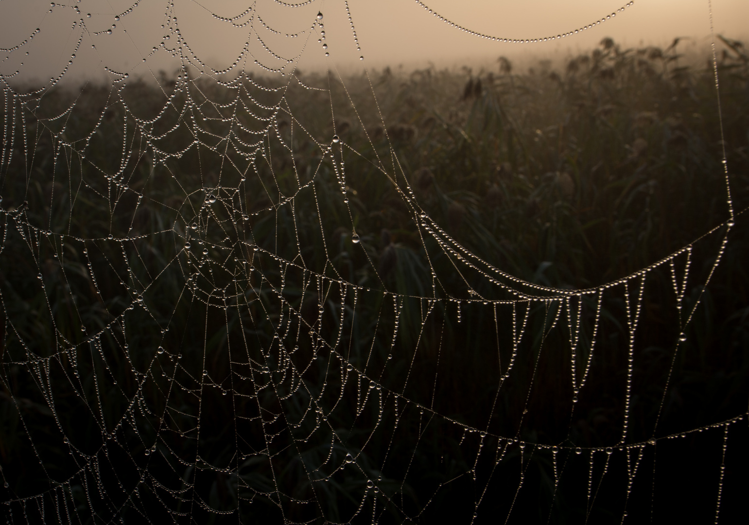 Spinnennetz beim Sonnenaufgang auf dem Deck vom Hausboot im Donaudelta