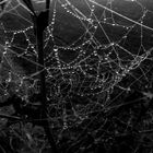 spinnennetz black white