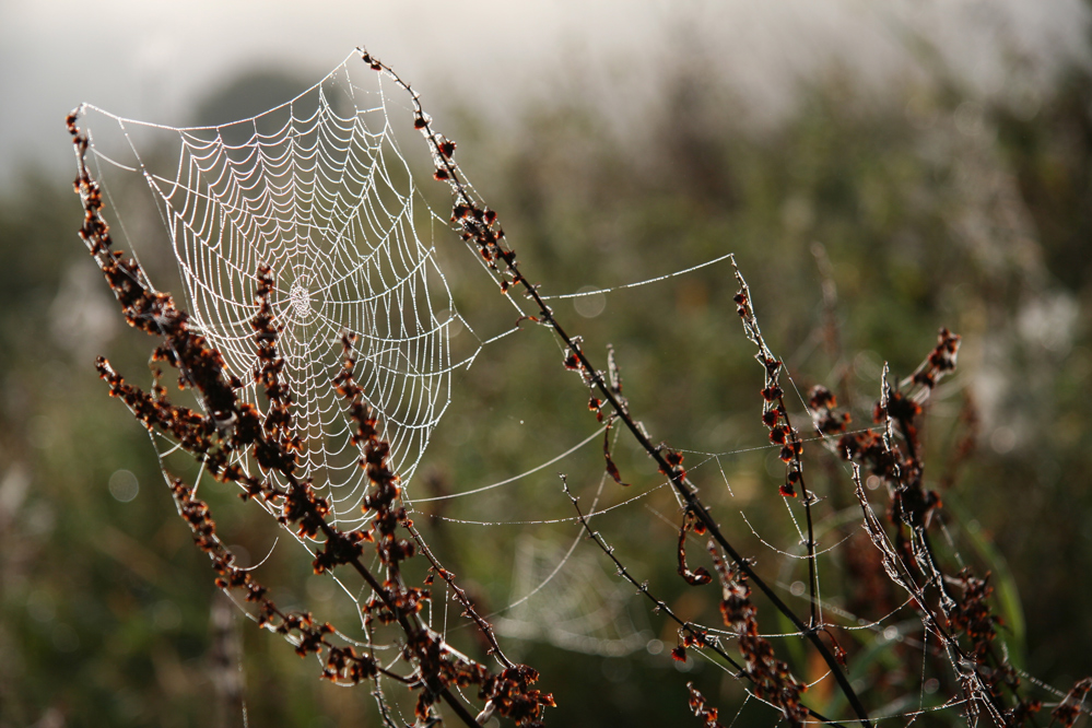 Spinnennetz