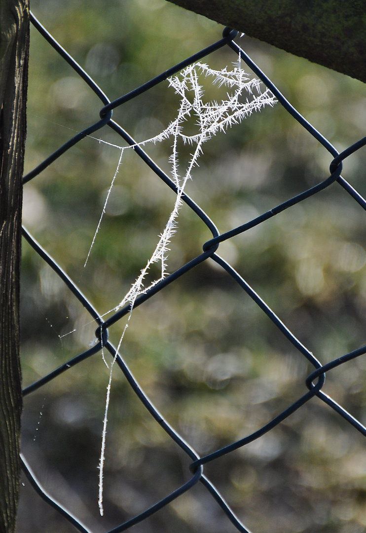 Spinnennetz-chen