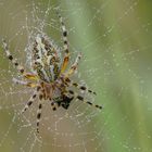 Spinnennetz der Eichblatt-Radnetzspinne