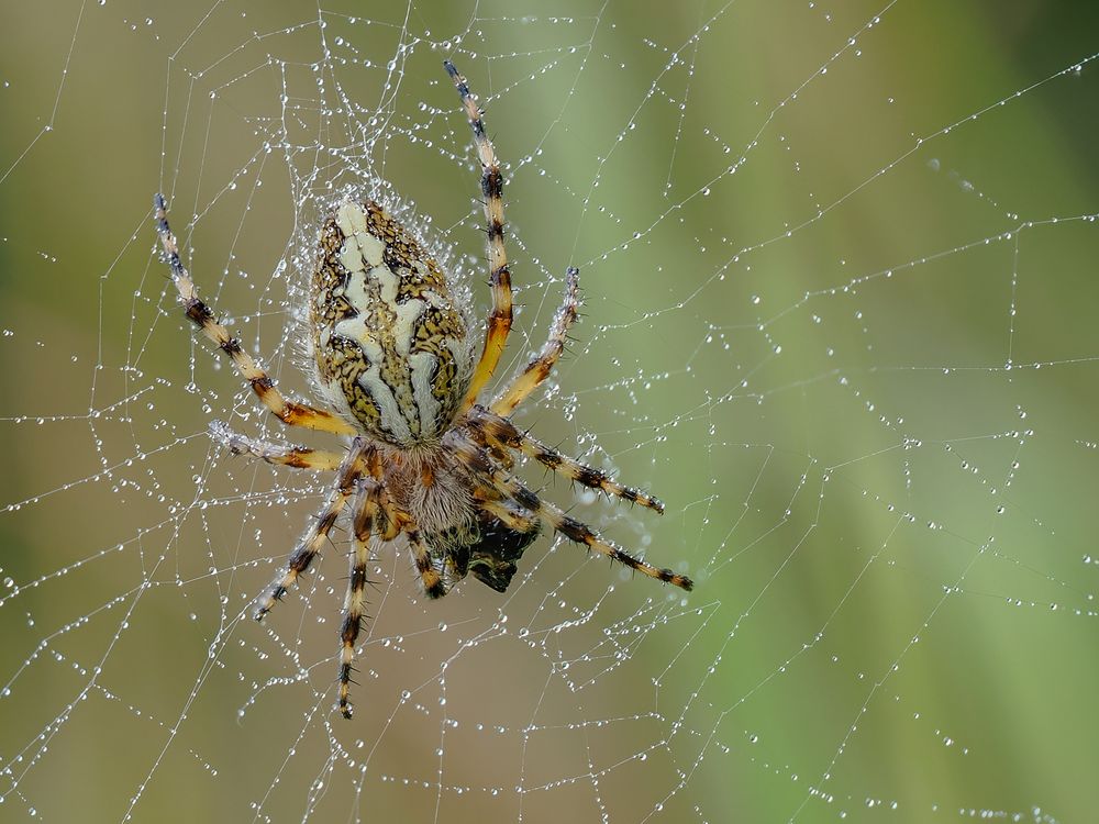 Spinnennetz der Eichblatt-Radnetzspinne