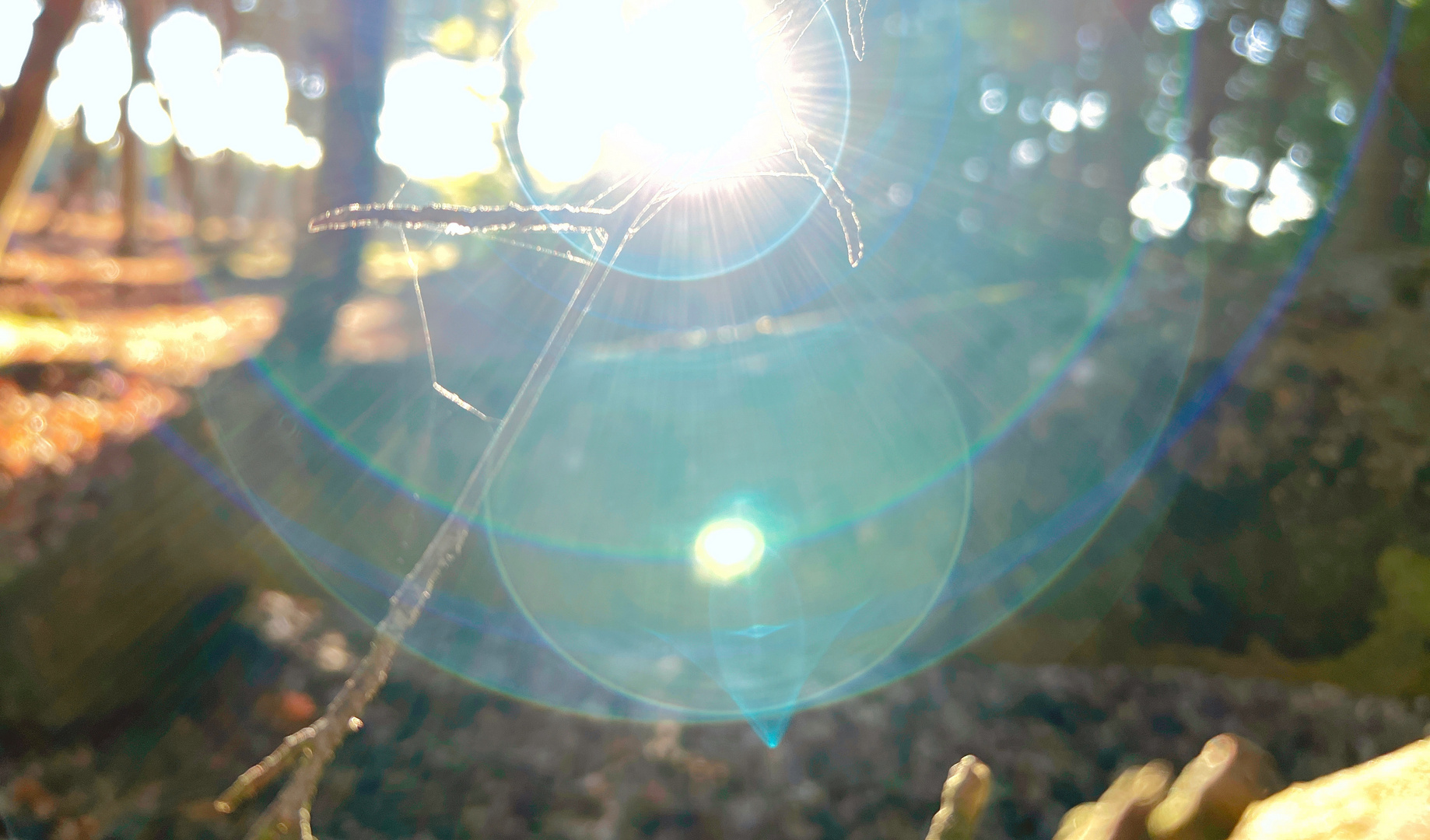 Spinnennetz der Sonne