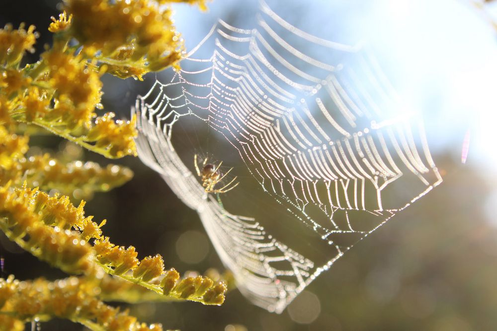 Spinnennetz Foto &amp; Bild | andere tiere, natur, tiere Bilder auf ...