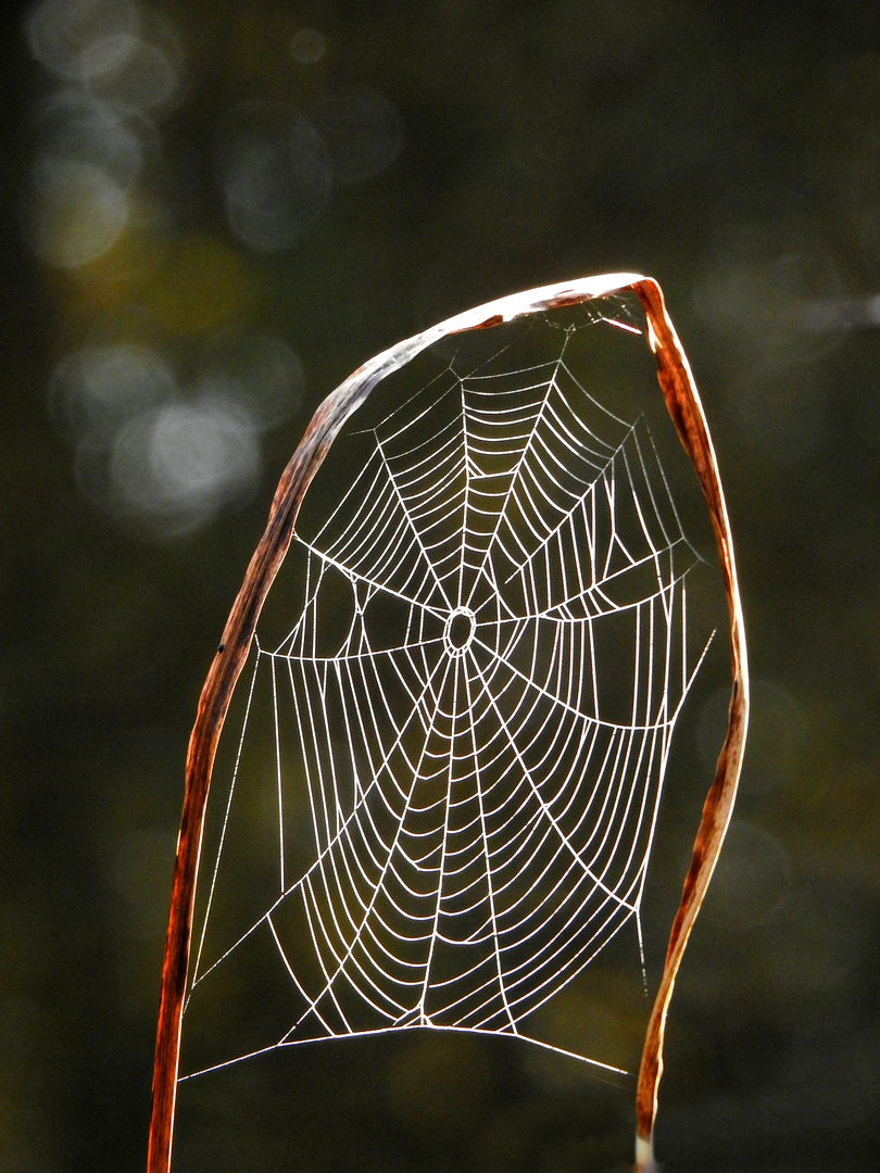 Spinnennetz  ein "Traumfänger der Natur"