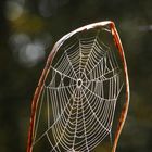 Spinnennetz  ein "Traumfänger der Natur"