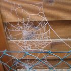 Spinnennetz eingefroren