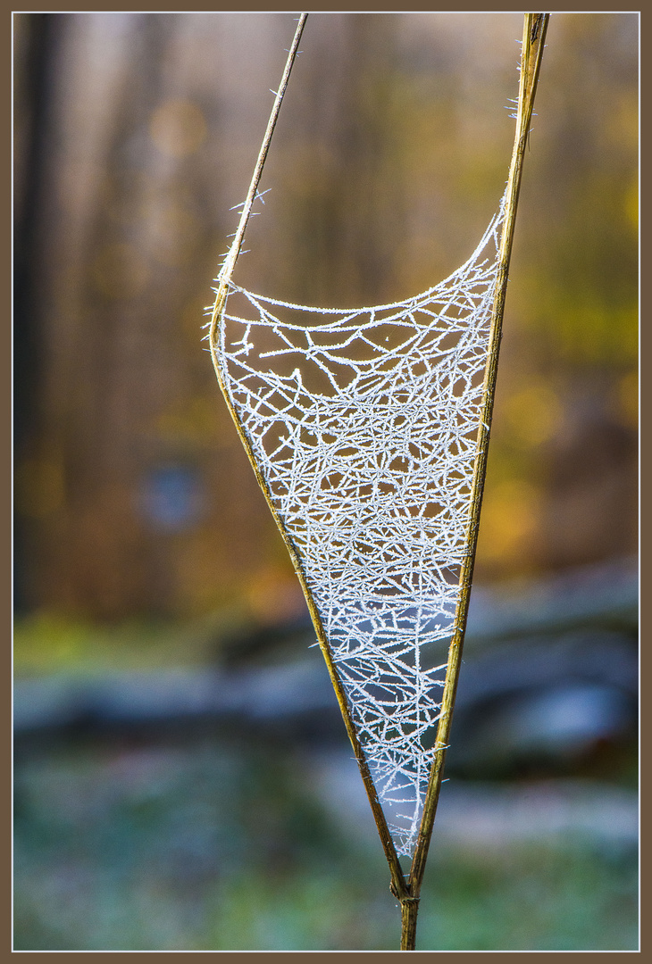 Spinnennetz einmal anders Foto &amp; Bild | winter, natur, nahaufnahme ...