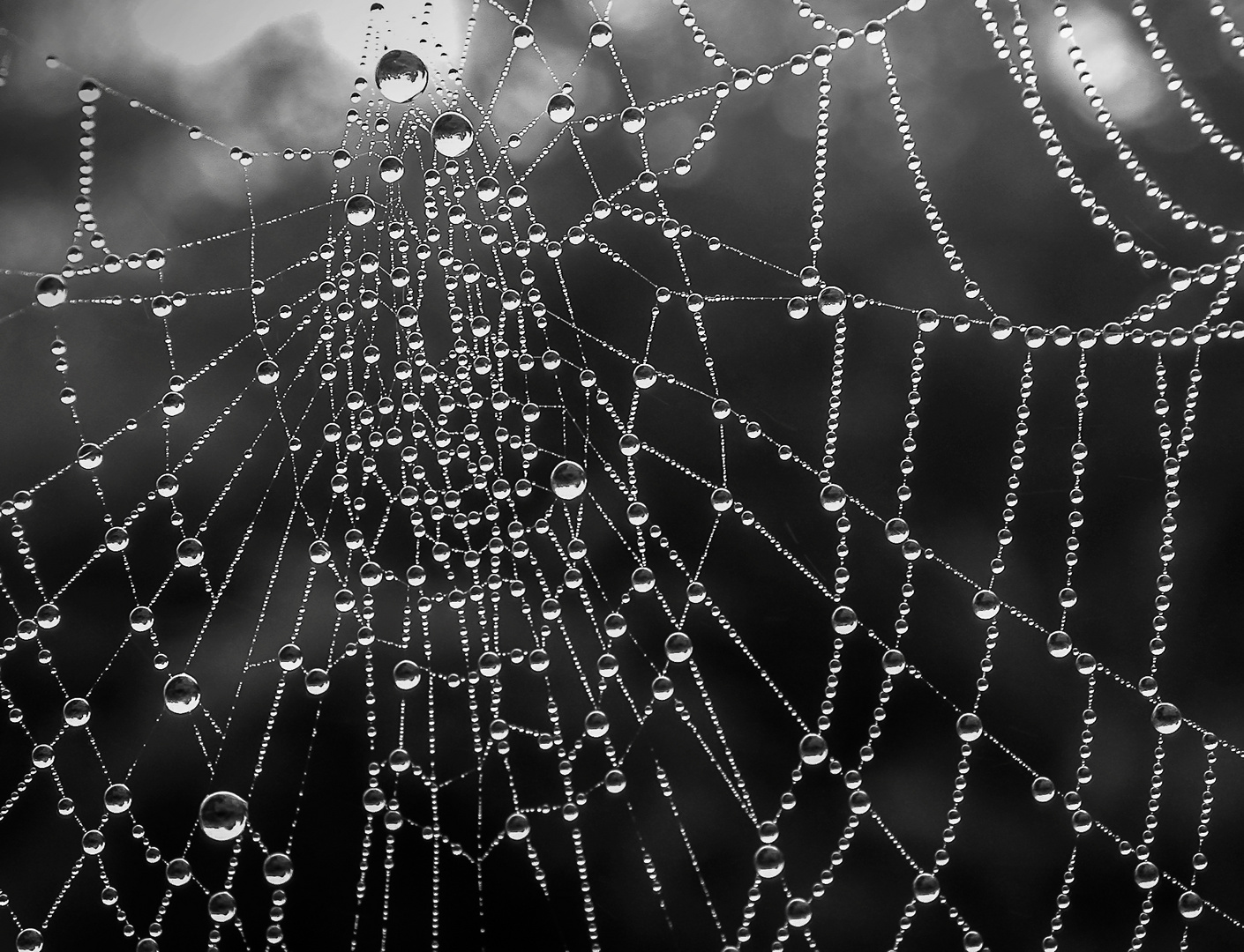 Spinnennetz früh am Morgen