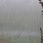 Spinnennetz früh morgens