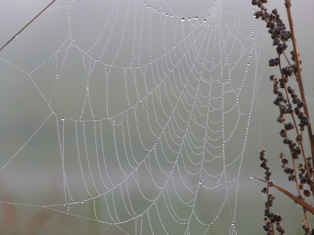 Spinnennetz früh morgens