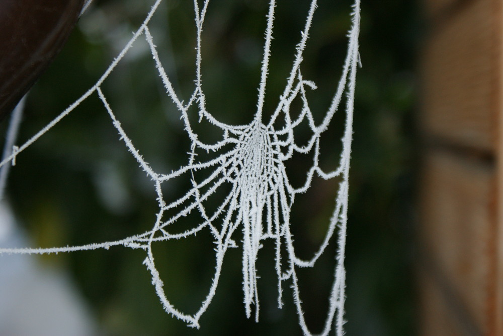 Spinnennetz gefrohren.