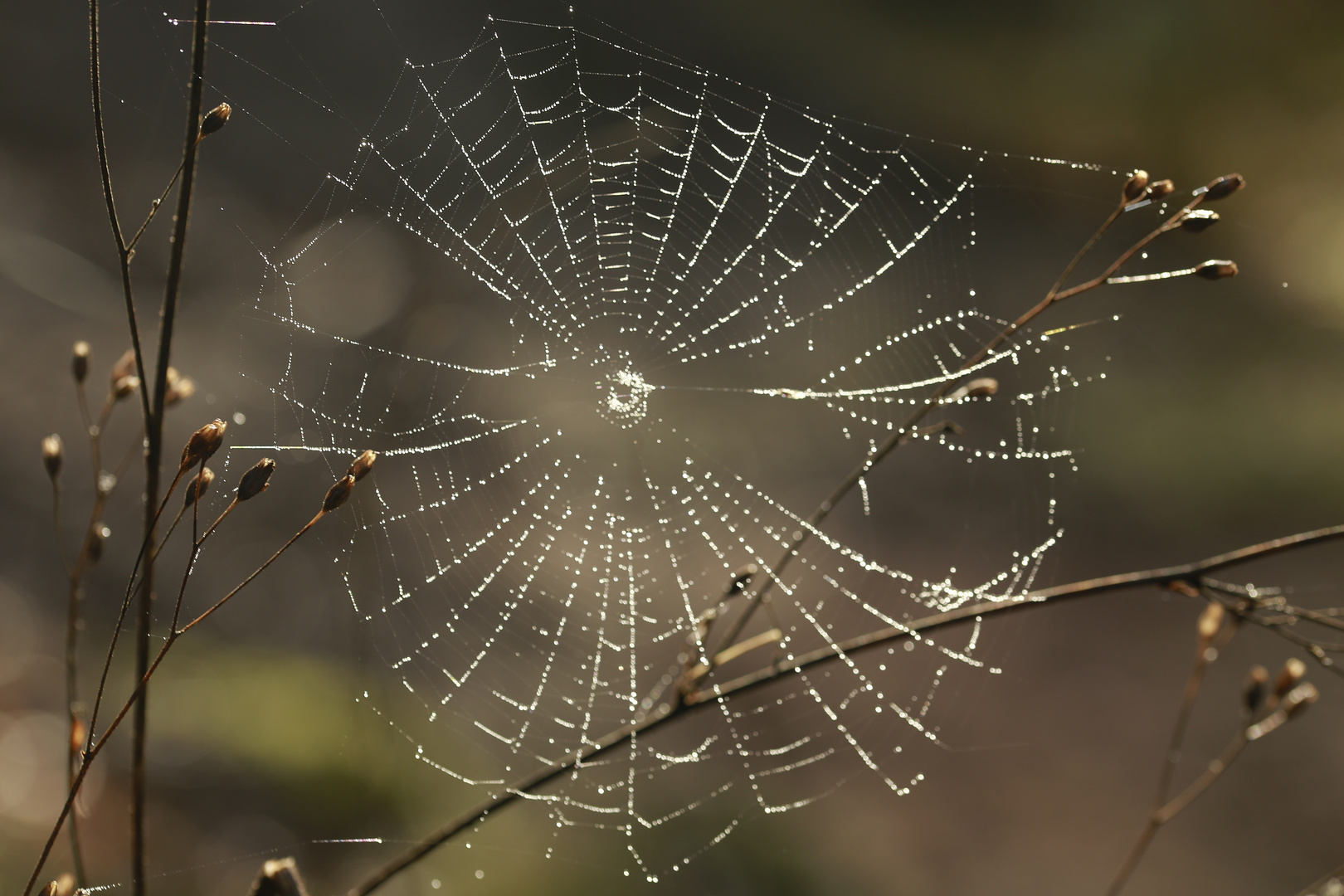 Spinnennetz gesehen am 6.2.16