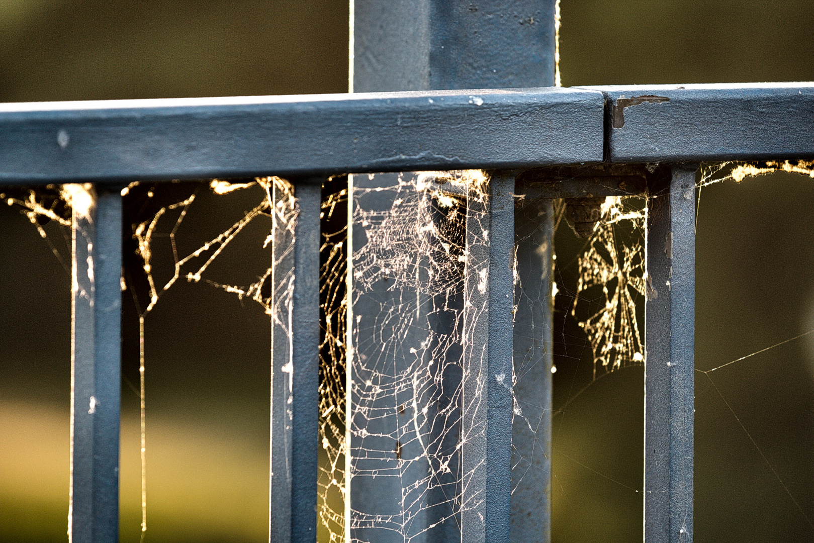 Spinnennetz im Abendlicht