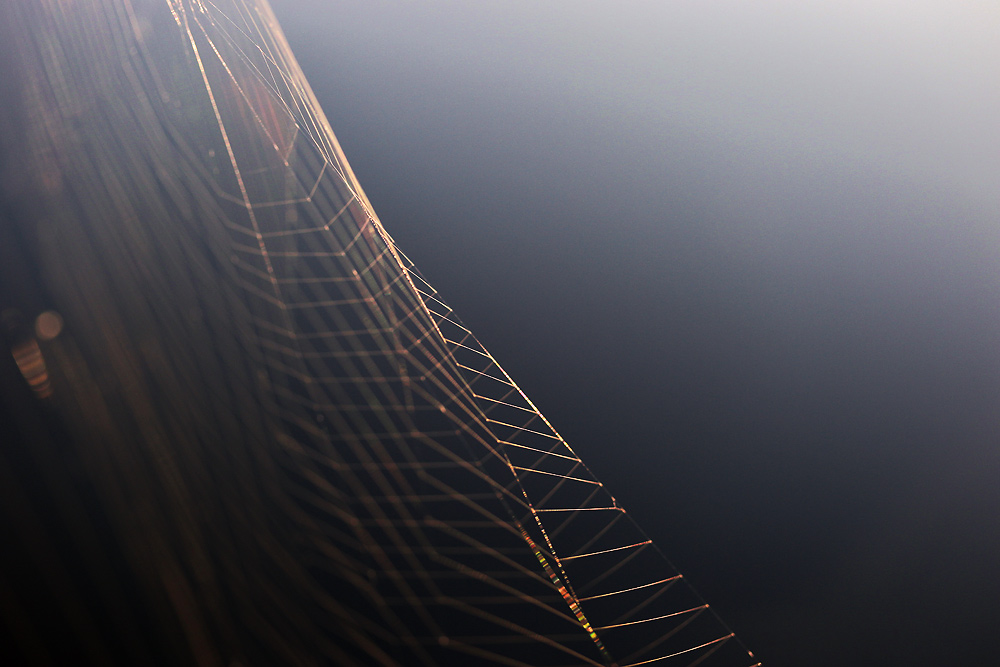 Spinnennetz im Abendlicht