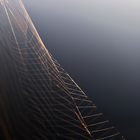 Spinnennetz im Abendlicht