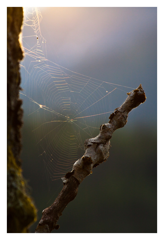 Spinnennetz im Abendlicht