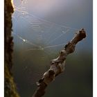 Spinnennetz im Abendlicht