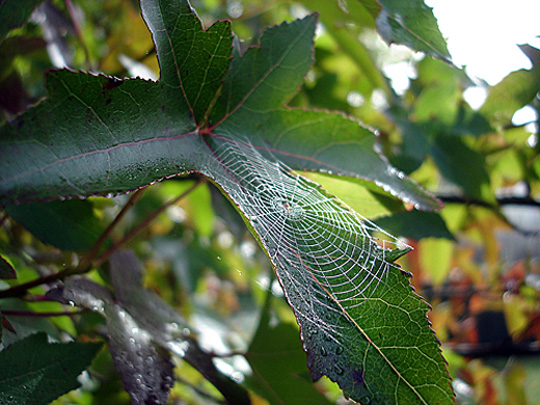 Spinnennetz im Ahornblatt