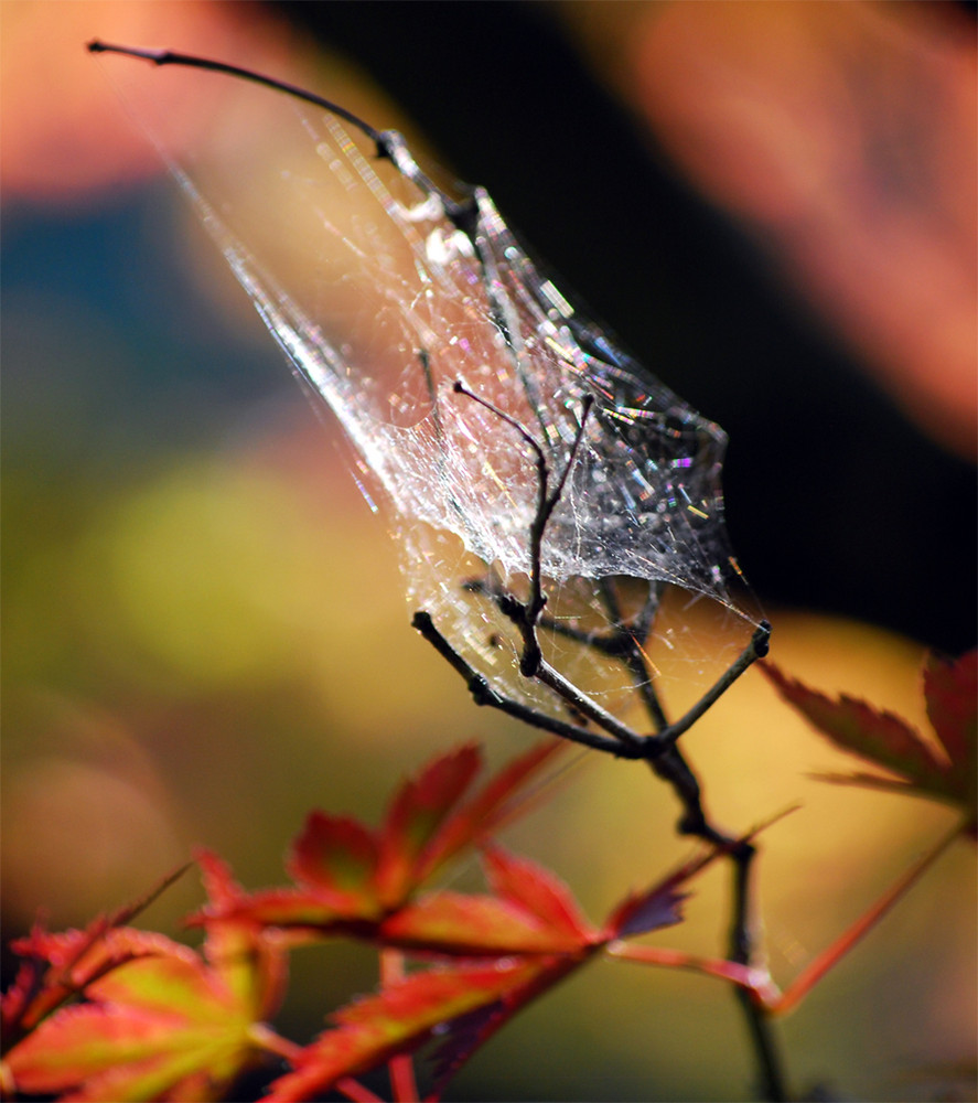 Spinnennetz im Baum