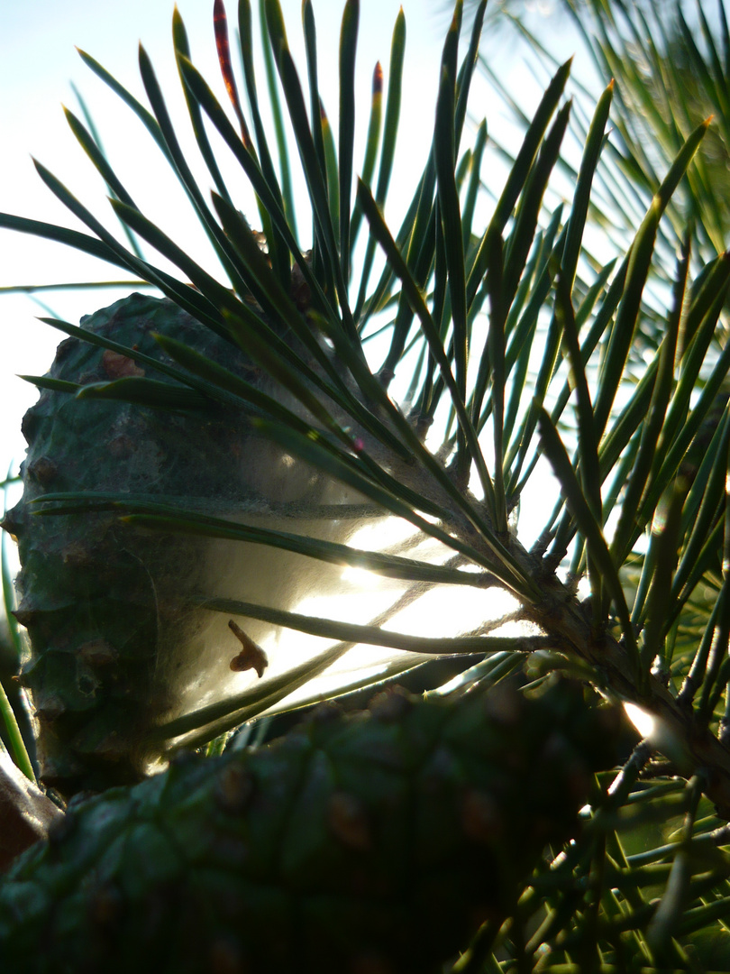 Spinnennetz im Baum