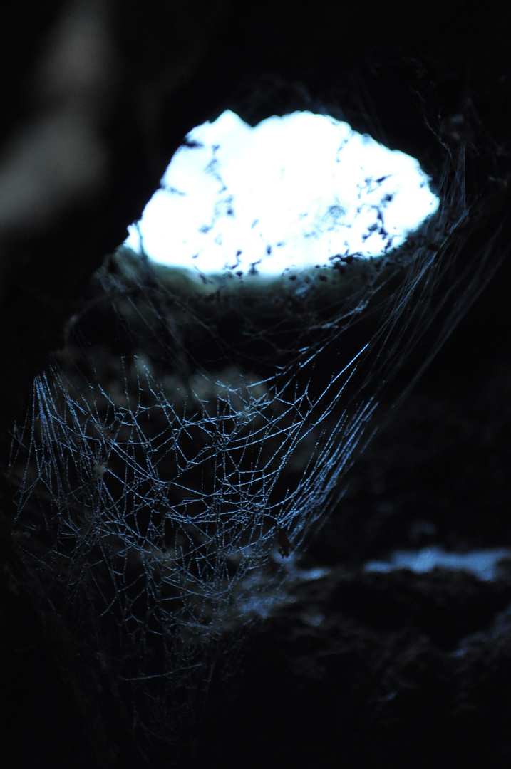 Spinnennetz im Baumstumpf