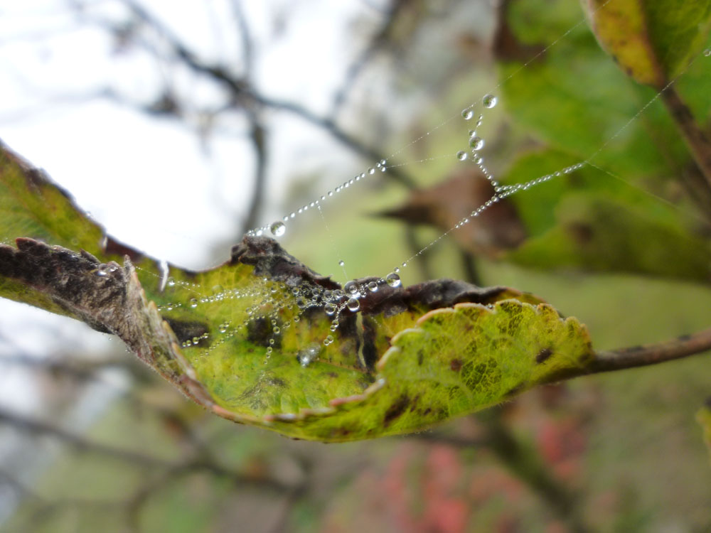 Spinnennetz im Blatt IV