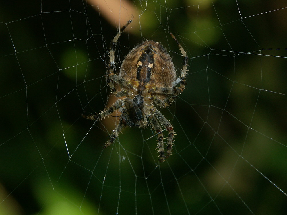 Spinnennetz im eigenen Garten